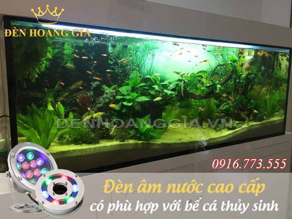 đèn âm nước có phù hợp với bể cá thủy sinh không?