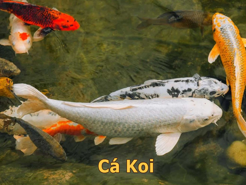 Cá Koi