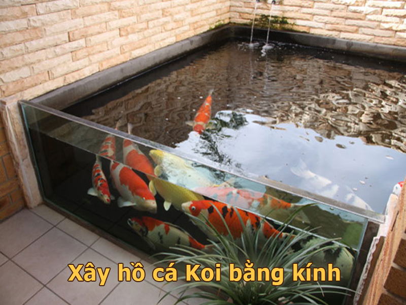 Xây hồ cá Koi bằng Kính