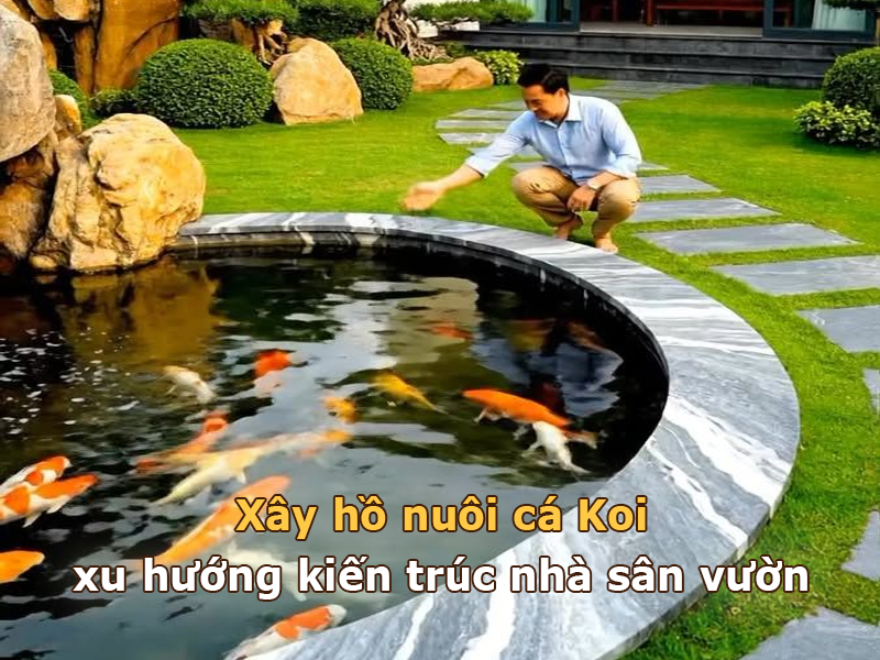 Xây hồ cá Koi là xu hướng kiến trúc sân vườn hiện đại