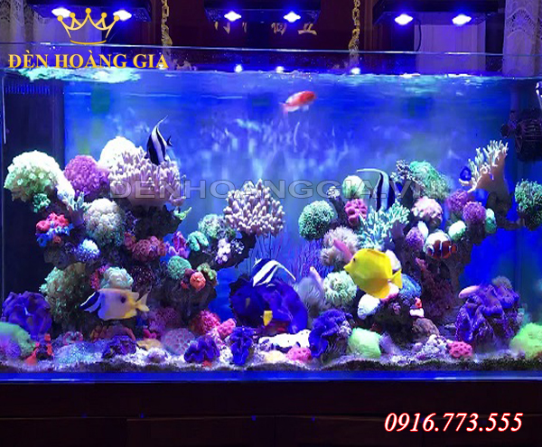 đèn hồ cá nước mặn