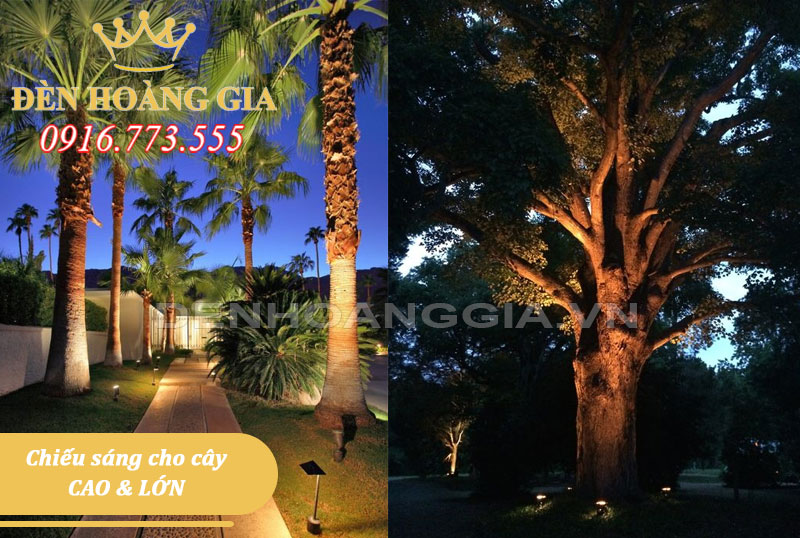 chiếu sáng cho cây cao và lớn