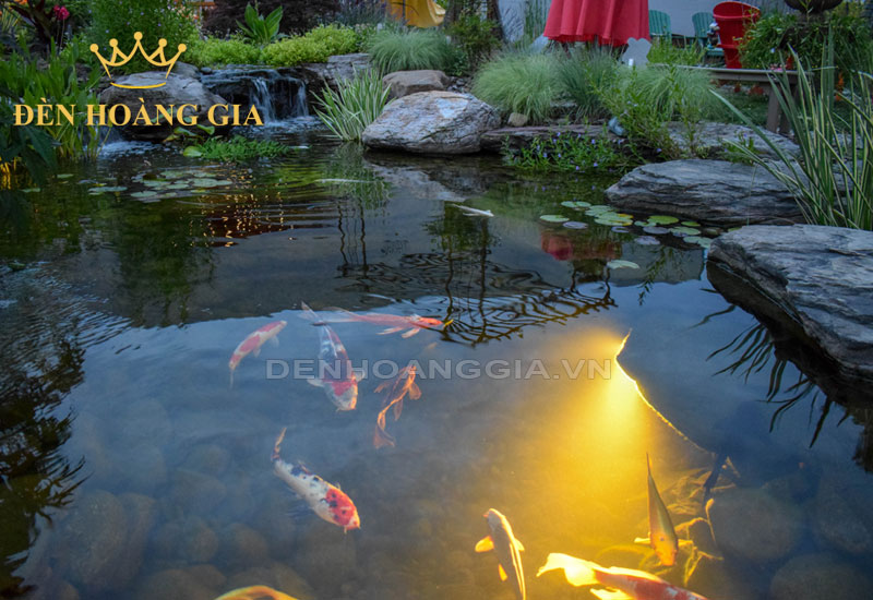 Chiếu sáng hồ cá Koi đẹp, nhẹ nhàng, thư giãn
