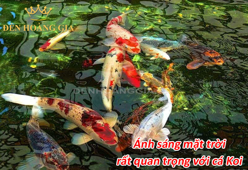 Ánh sáng mặt trời rất quan trọng với cá Koi