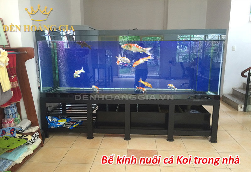 Bể kính nuôi cá Koi trong nhà