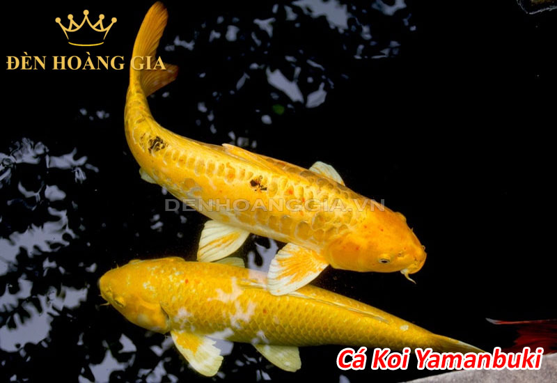 Cá Koi Yamabuki
