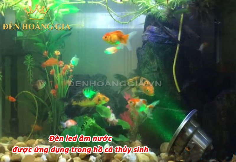 Đèn led âm nước ứng dụng trong hồ cá thủy sinh