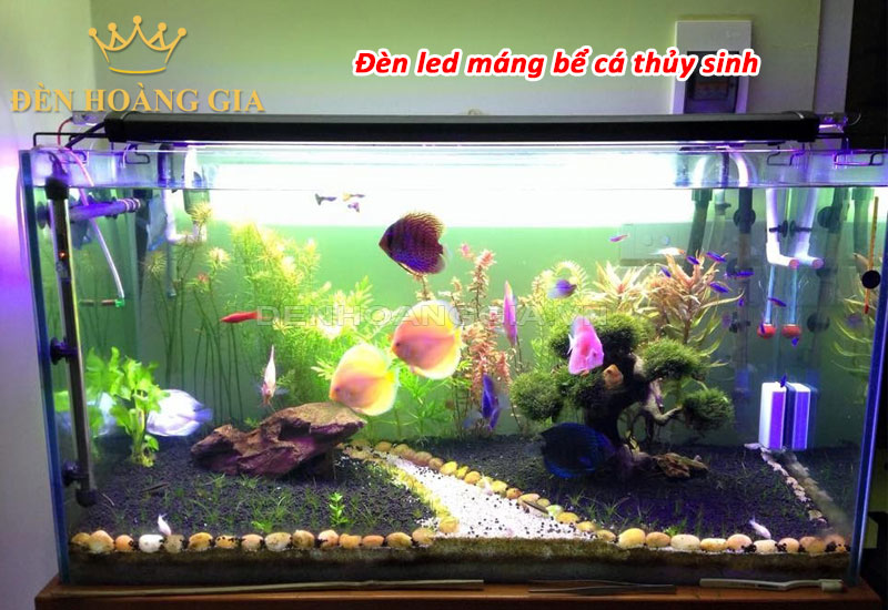 Đèn led máng bể thủy sinh