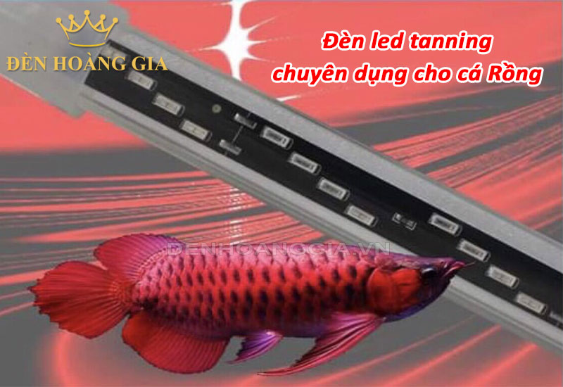 Đèn led tanning cho hồ cá Rồng