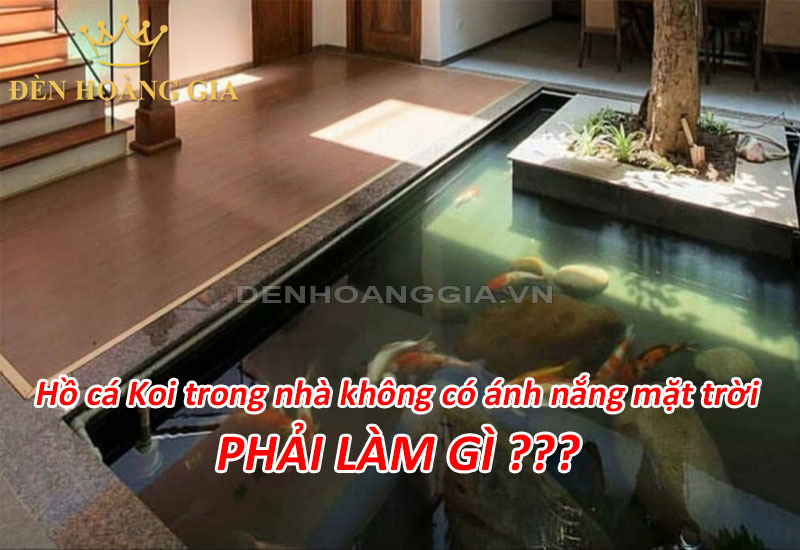 Hồ cá Koi trong nhà không có ánh nắng mặt trời phải làm gì?