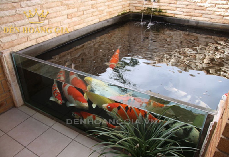 Hồ cá Koi bằng kính trong nhà