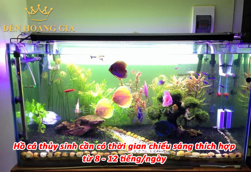 Thời gian chiếu sáng hồ cá thủy sinh