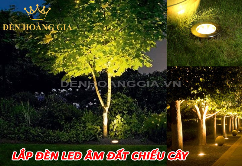 Ứng dụng lắp đèn led âm đất chiếu cây