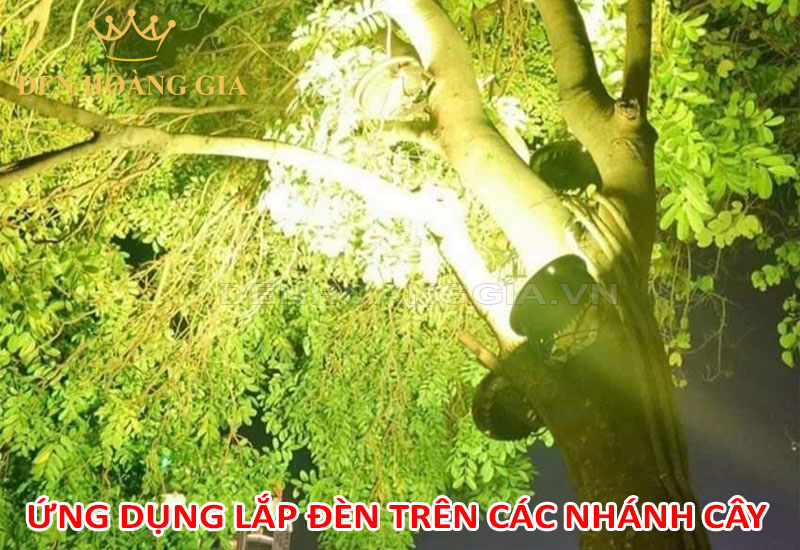 Lắp đèn trên các nhánh cây lớn