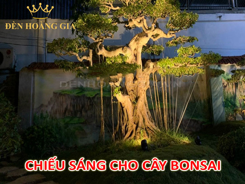 Chiếu sáng khoe cây cảnh, cây bonsai