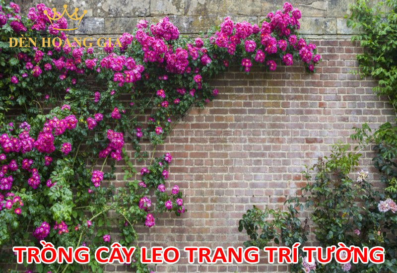 Trồng cây dây leo trang trí tường ngoài trời