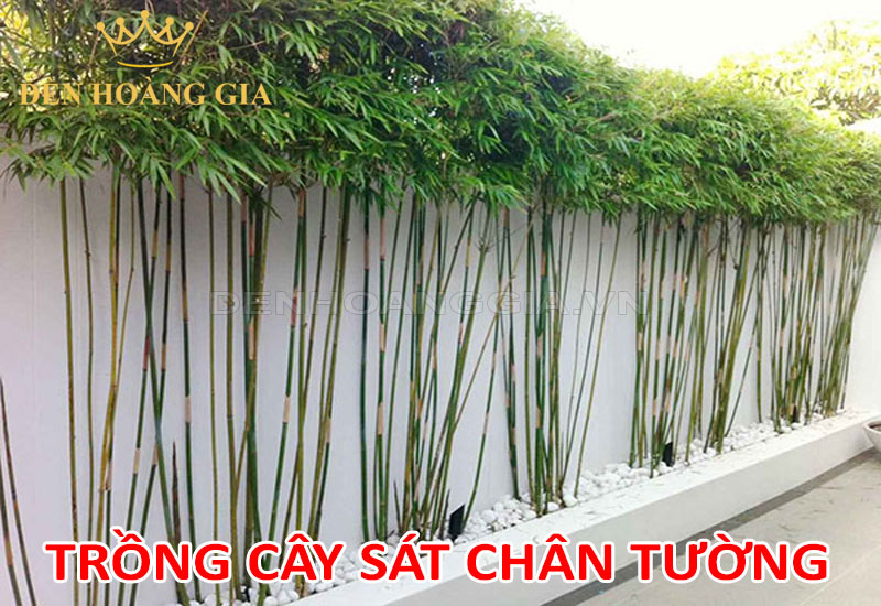 Trồng cây sát chân tường