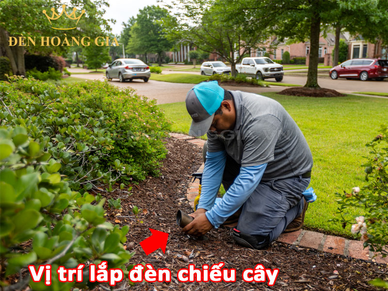 Vị trí lắp đèn chiếu cây thích hợp