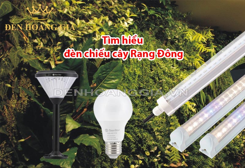 tim-hieu-ve-cac-loai-den-chieu-cay-rang-dong