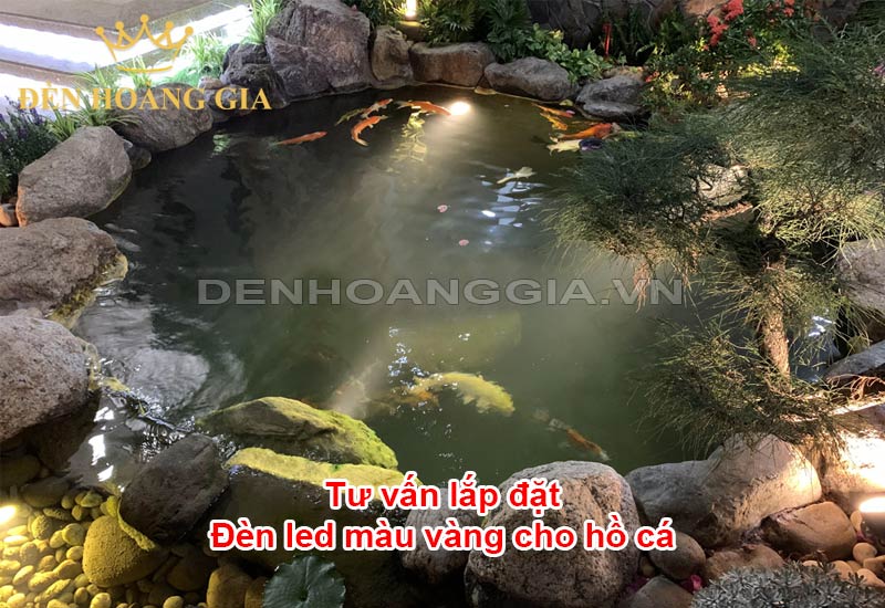 tu-van-lap-dat-den-led-mau-vang-cho-ho-ca