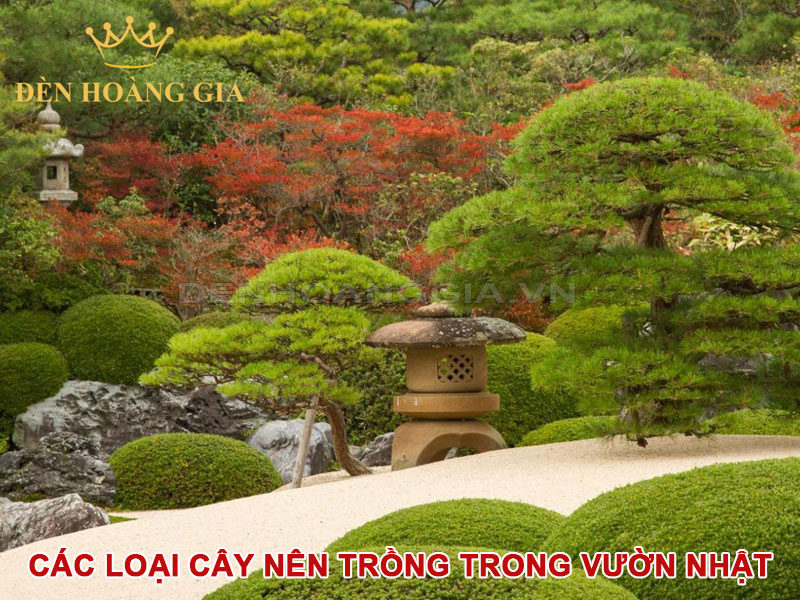 Các loại cây nên trồng trong vườn Nhật