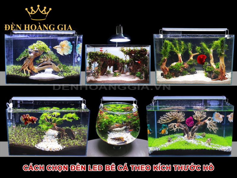 Cách chọn đèn LED bể cá theo kích thước hồ