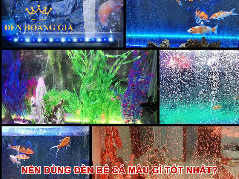Nên dùng đèn bể cá màu gì tốt nhất?