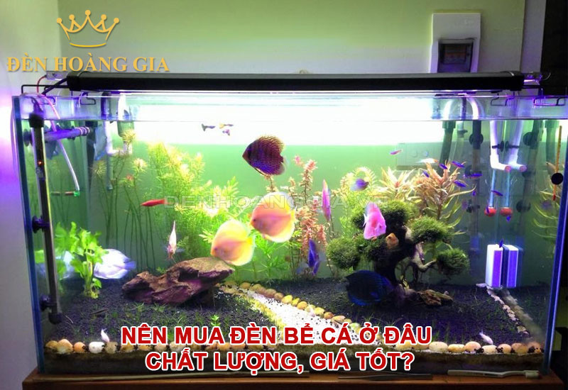 Nên mua đèn bể cá ở đâu chất lượng, giá tốt?
