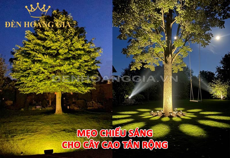 meo-chieu-sang-cho-cay-cao-tan-rong-vao-buoi-toi