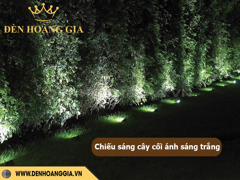 chieu-cay-san-vuon-anh-sang-trang