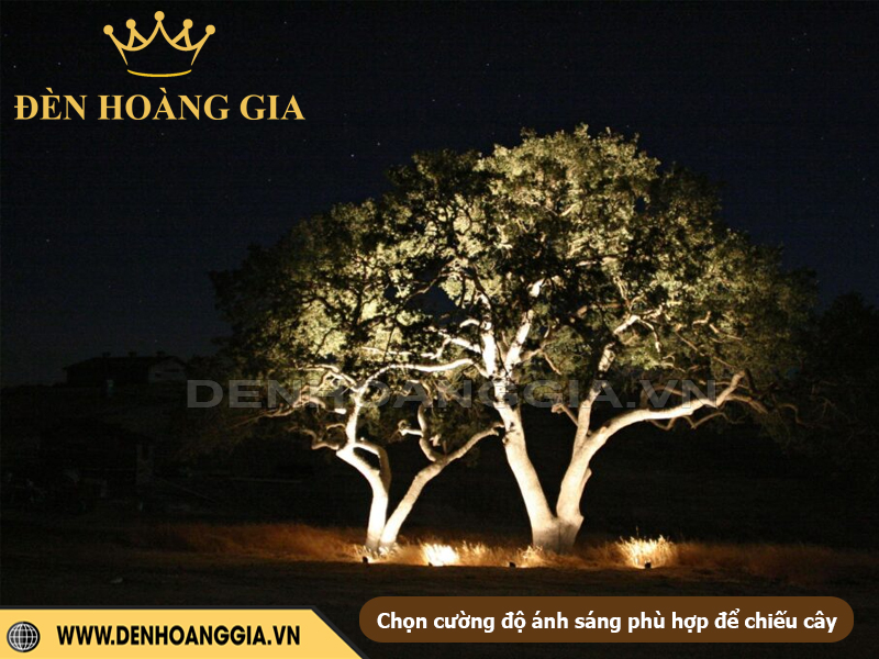Chọn cường độ ánh sáng phù hợp