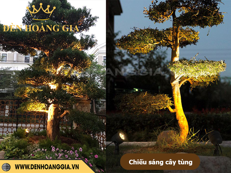 Chiếu sáng cây tùng bonsai