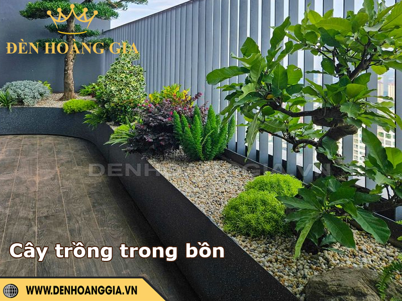 Cây trồng trong bồn