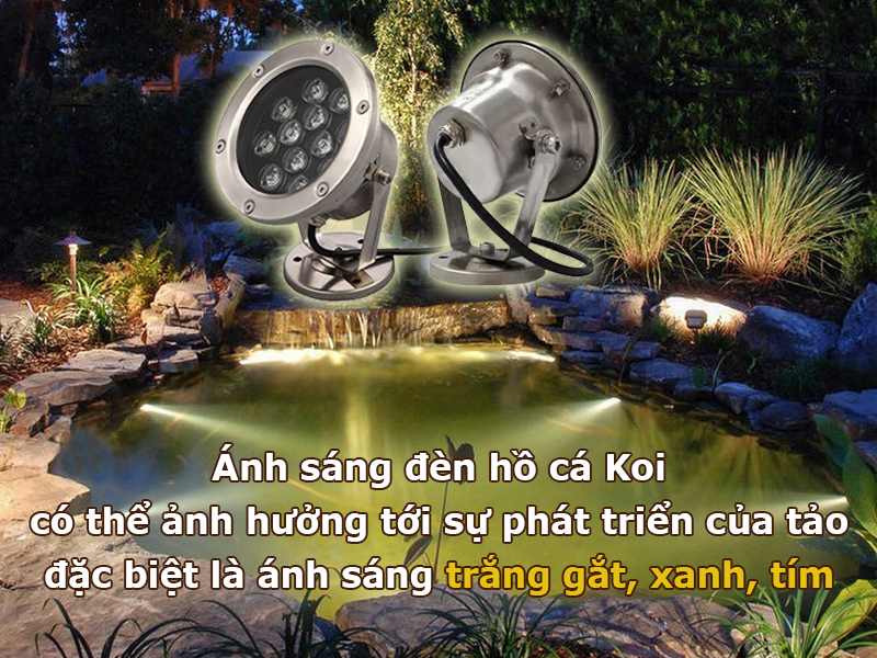 Ánh sáng đèn hồ cá Koi không phù hợp có thể gây tảo xanh