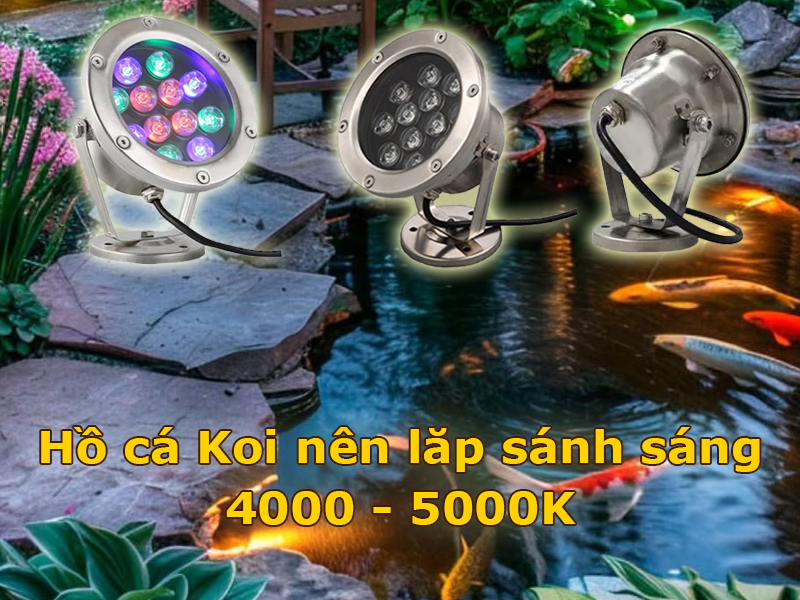 Đèn hồ cá Koi nên chọn ánh sáng 4000K-5000K