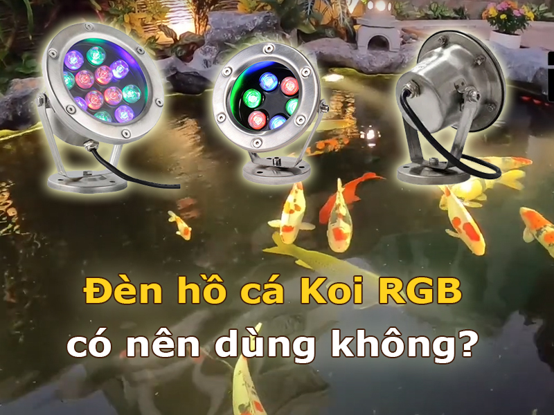 Đèn hồ cá Koi RGB có nên dùng không?