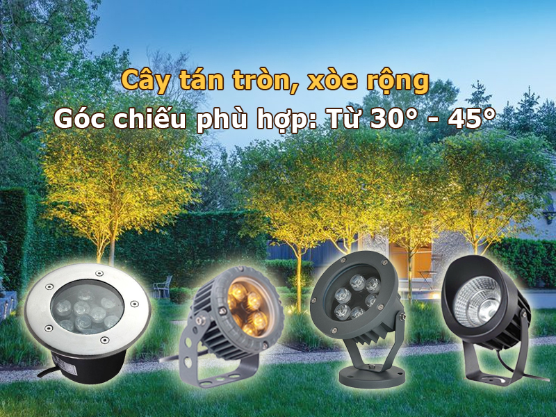 Chiếu sáng cây tán tròn, xòe rộng