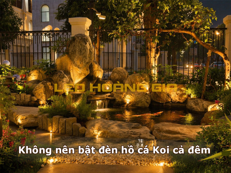 Không nên bật đèn hồ cá Koi cả đêm